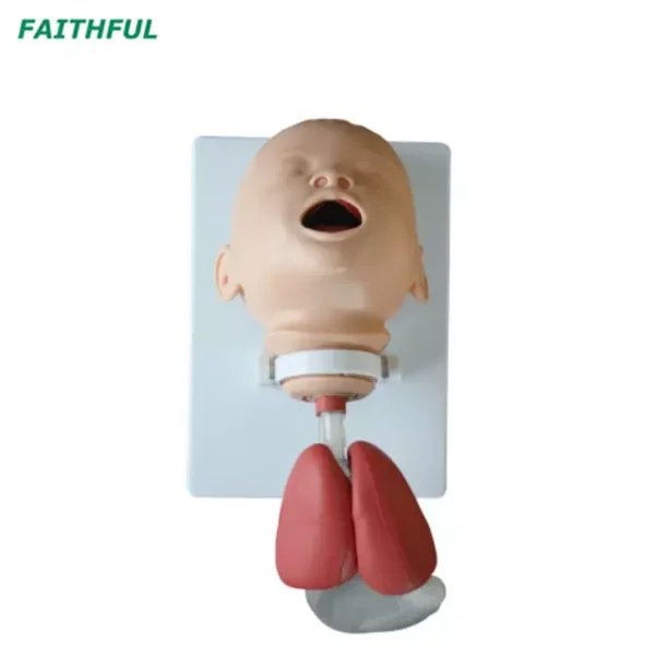 XC-410Series Newborn/Infant Intubation Training Model